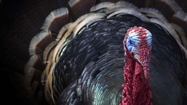 inbound--marketing-turkey-hunting